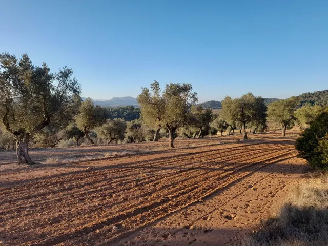 OCASION GRAN  FINCA EN PRODUCCION DE 8,4 HAS. EN CORBERA D´EBRE — 26