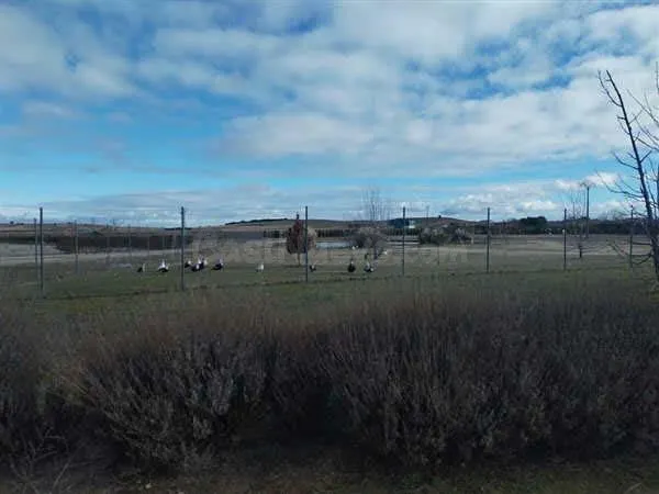 LOTE DE FINCAS RUSTICAS EN CODORNIZ, SEGOVIA - foto 4