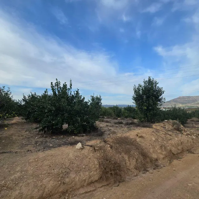Finca rústica en Blanca | limoneros en producción y para construir vivienda — 10