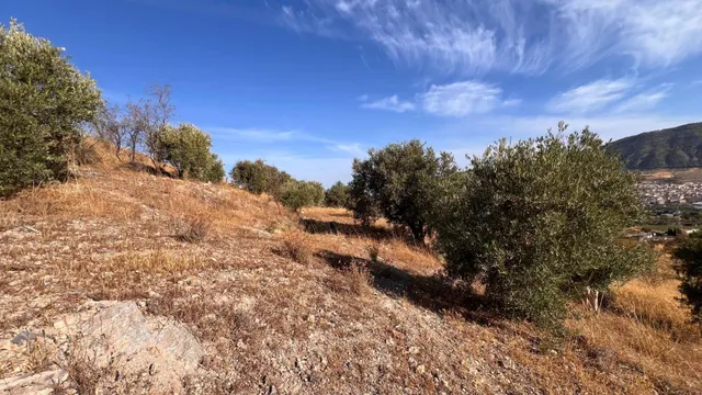 Oportunidad agrícola: Finca rústica de 2.400 m2 con olivos y almendros en producción — 7