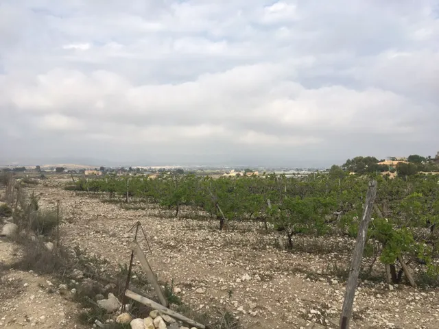 27.500 metros de terreno con plantacion de Uvas o para construir un Chalet — 4
