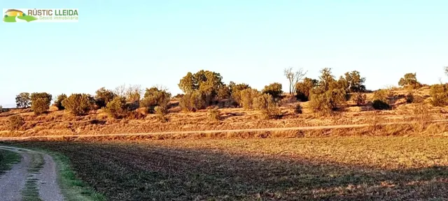 En venta finca rústica de regadío con olivos. - foto 2