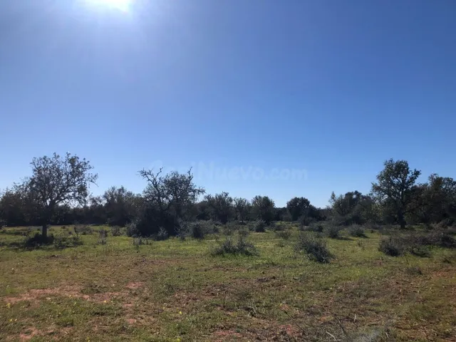 Terreno rural en venta - Porreres - foto 2