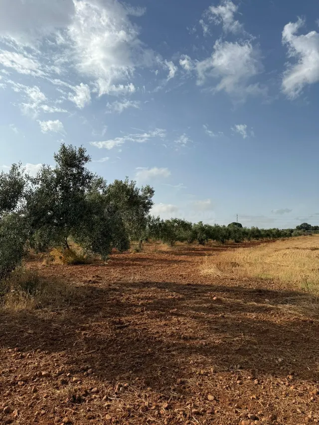Parcela de Olivar en el término de Carmona!! - foto 3