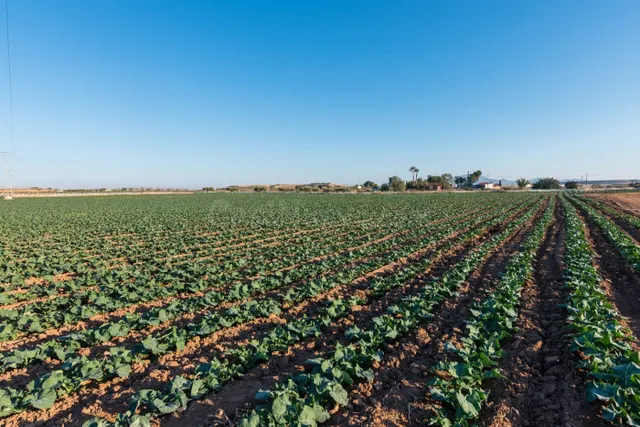 Finca de 26740 m2 de regadío en Alhama de Murcia con casa de - foto 4
