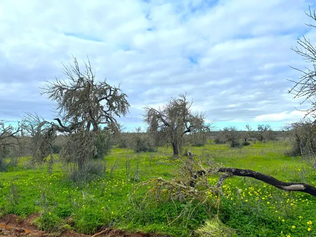 Oportunidad única en el corazón del sur de Mallorca – Finca  - foto 5