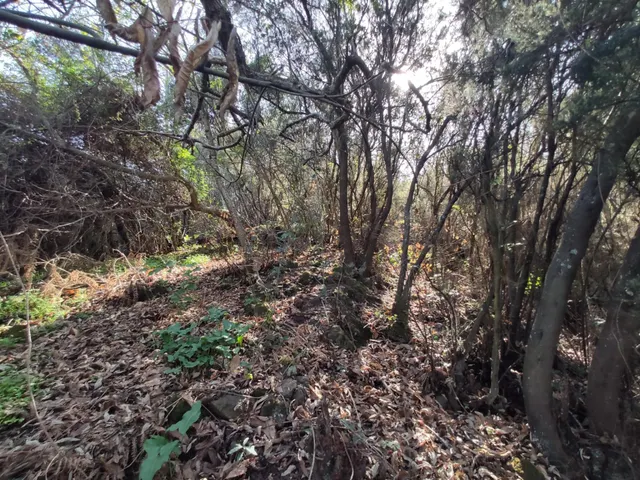 TERRENO EN LA OROTAVA, AGUAMANSA — 4