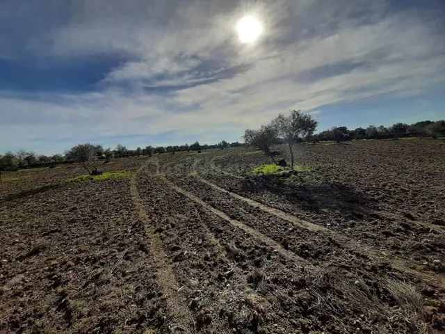 Olivar con una construcción para reformar de unos 26 metros - foto 3
