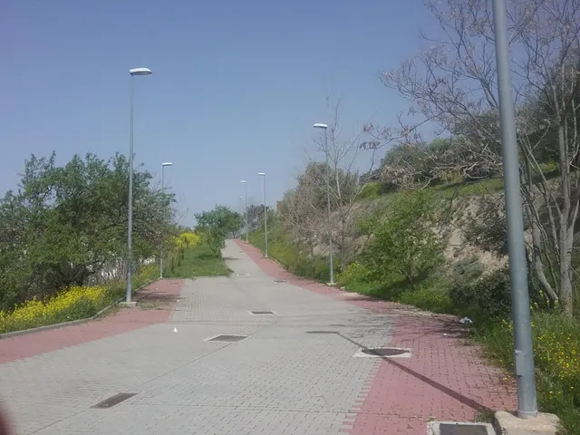 OLIVAR EN EL FARGUE. Paraje Aynadamar — 13
