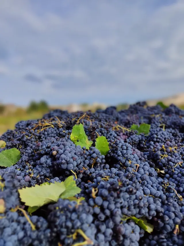 TERRENO DE CULTIVO DE VIÑAS EN VENTA EN ALGUEÑA - foto 5