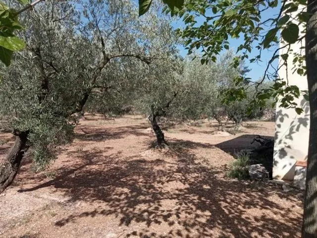 Fantástica finca con casa en la Miliana — 13