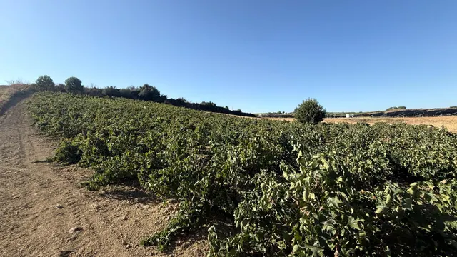 FINCA DE VIÑEDOS Y ÁRBOLES FRUTALES EN LA PALMA DEL CONDADO HUELVA — 9
