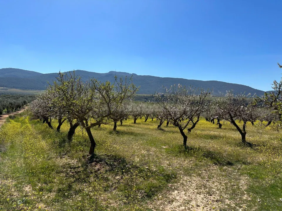 Venta de finca rustica de 6,5 hectareas de almendros y algunos olivos en dilar