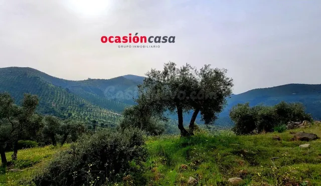 OLIVAR EN VENTA - foto 3