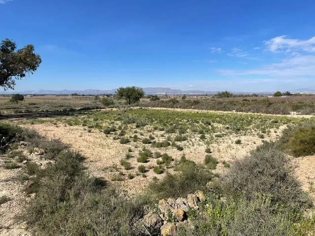 DISFRUTA DEL CAMPO A UN PASO DE LAS PLAYAS DE ELCHE — 10