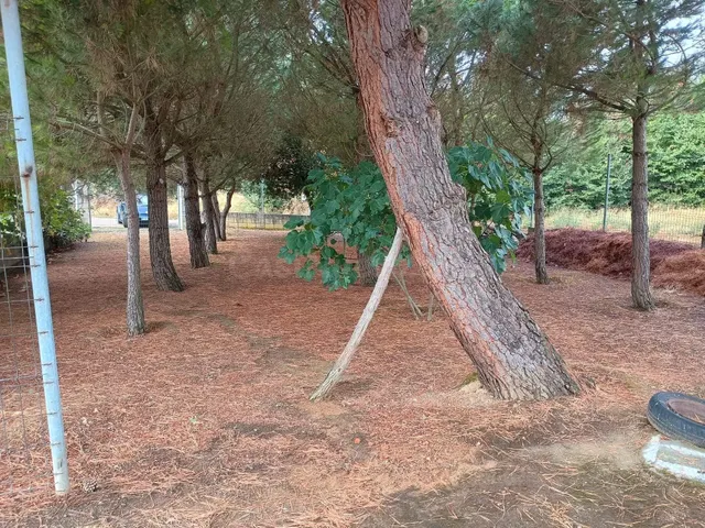FINCA RUSTICA CON BODEGA - foto 5