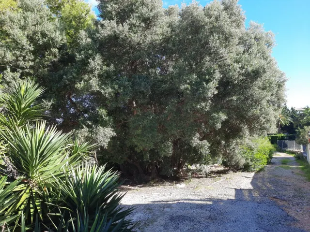 Parcela en zona Corral de calafat — 8