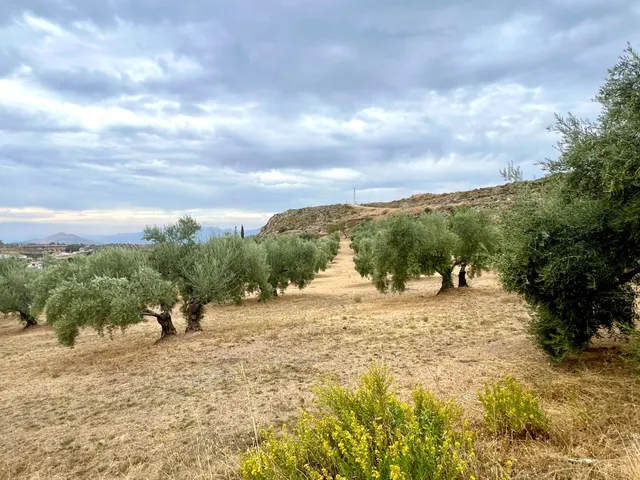 NIVAR - FINCA DE OLIVOS — 17