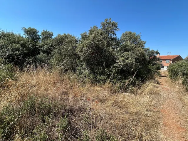 PARCELA EN EL BOSQUE DE HENARES PIOZ — 10