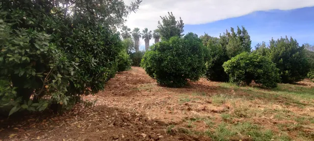 TERRENO URBANIZABLE SECTORIZADO EN ALMENSILLA — 9