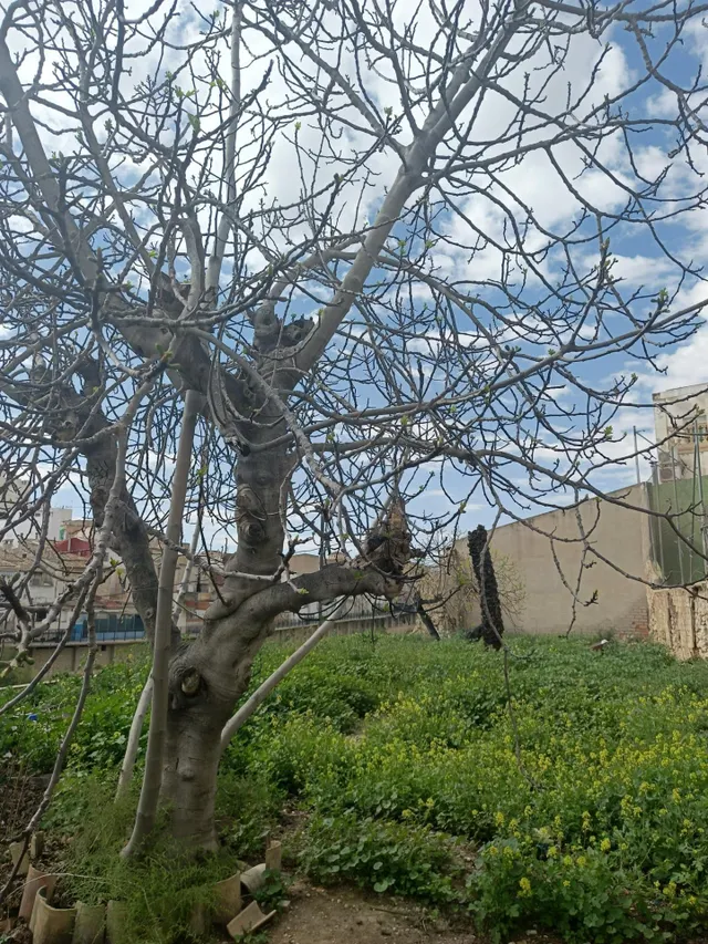 Gran casa en Aspe con inmenso jardín. — 10