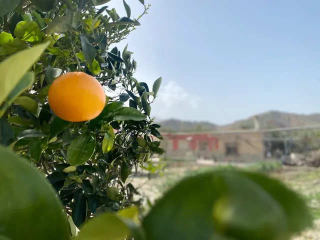 Se vende cortijo a distancia de a pie al pueblo — 28