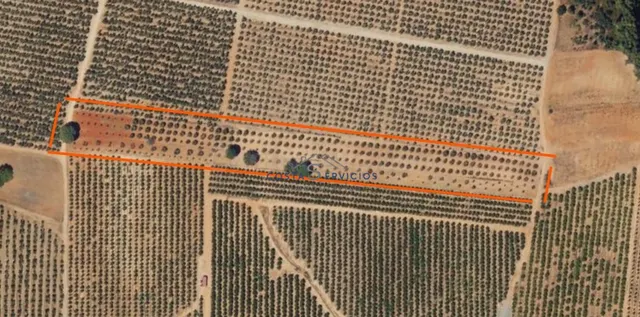 Terreno agrario 1Hectarea — 3