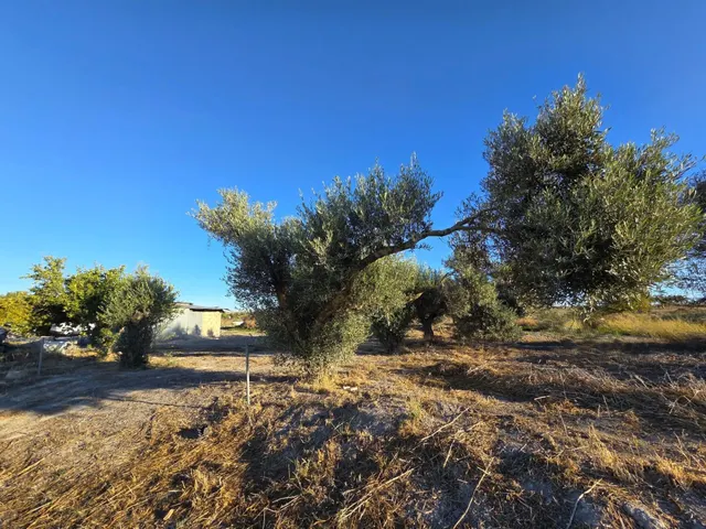 Parcela segregada de 3.353 m/2  en el marquesado – Chiclana de la Frontera — 6