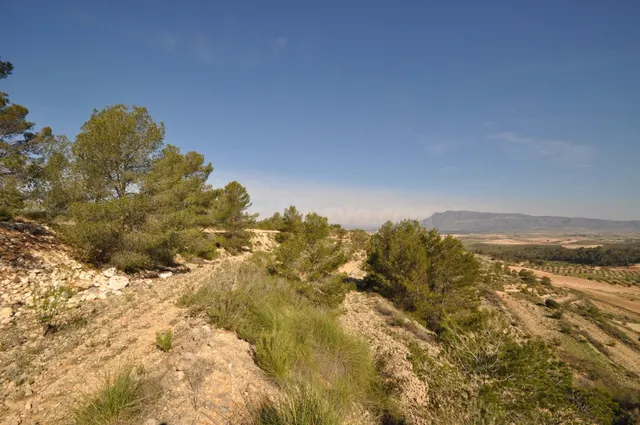 Parcela en venta - Jumilla - foto 4