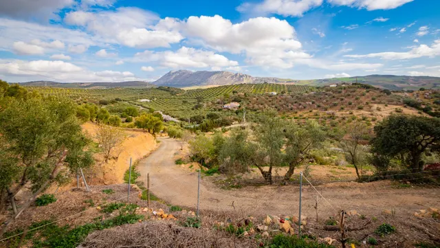 VENTA DE FINCA RUSTICA EN LA ZONA DE LA SIERRA DEL TORCAL — 24