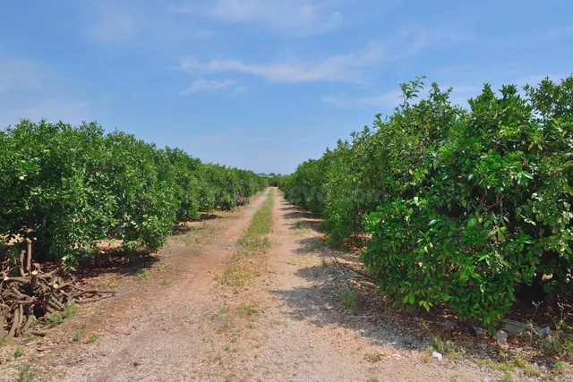 Terreno Rustico con Naranjas en Pedreguer - foto 4