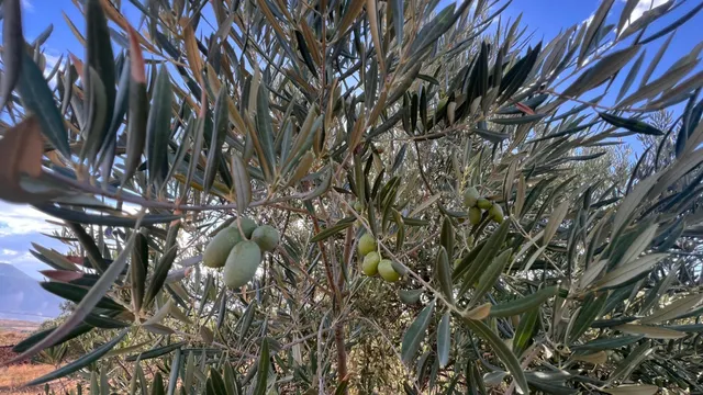 Excelente oportunidad: Finca rústica de 2 hectáreas con 300 olivos Picual — 10