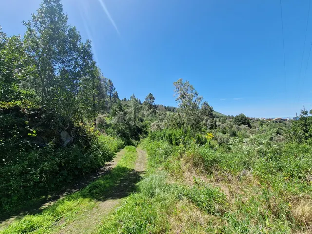 Terreno con Bosque de Pinos en Icod de los Vinos: Una Oportu - foto 5