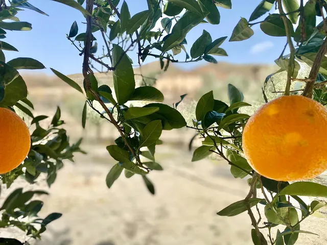 Se vende cortijo a distancia de a pie al pueblo — 31