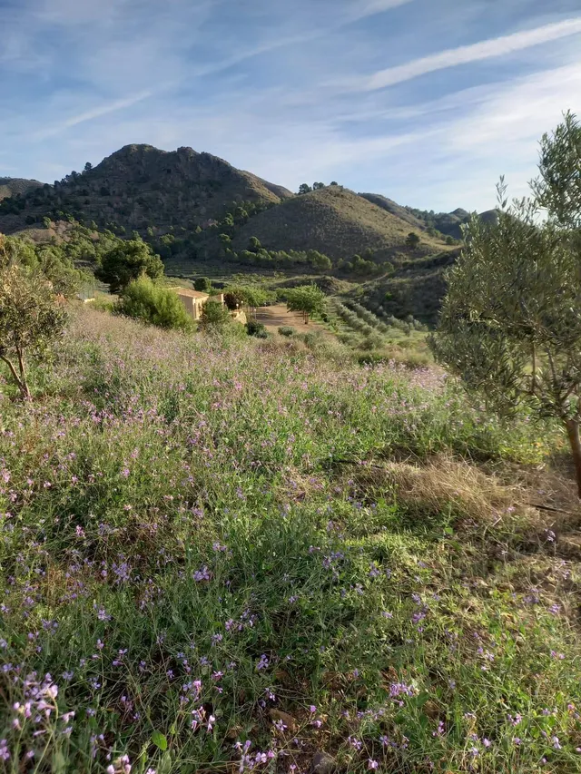 Refugio único con 3 viviendas, olivar y energía solar – Costa Cálida, Murcia — 24