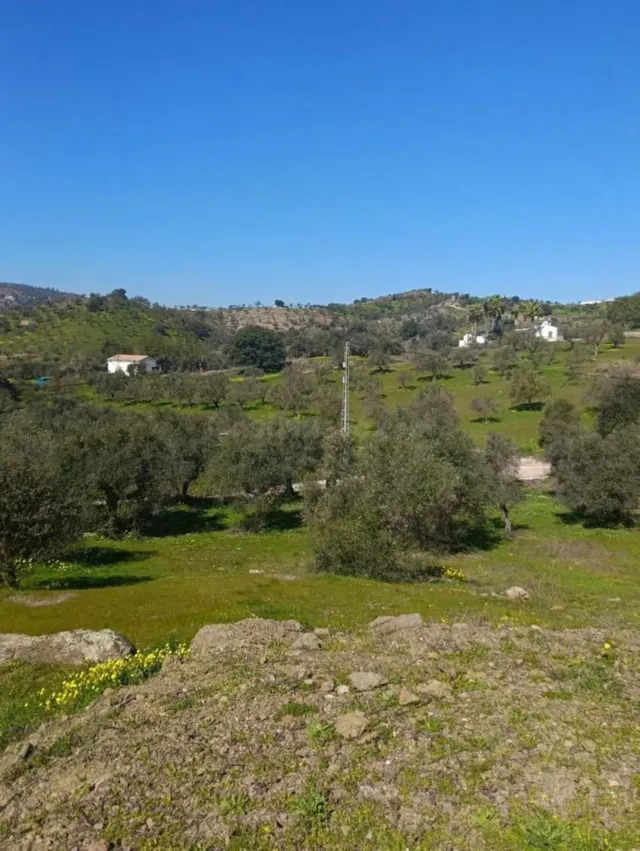 Finca olivar en Monda con vistas al pueblo y naturaleza - foto 4