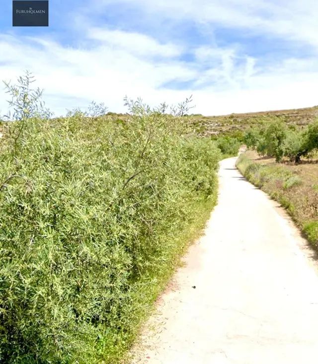 NIVAR - FINCA DE OLIVOS - foto 4