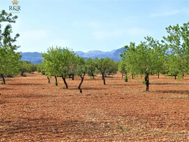 FINCA RÚSTICA BINISSALEM EDIFICABLE 40.000 M2