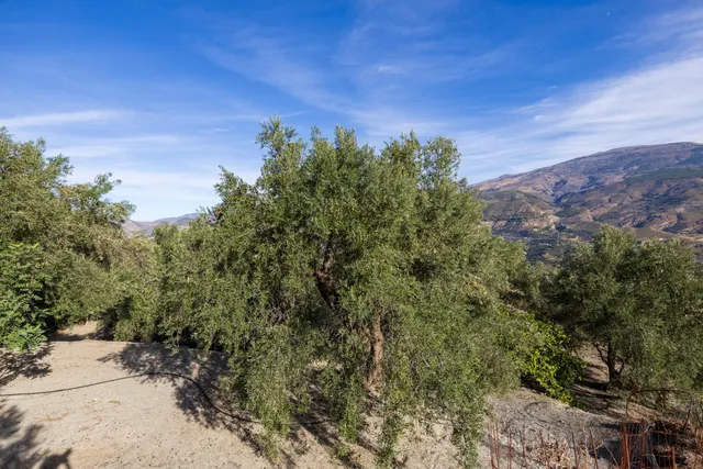 ¡Oportunidad única! Dos Fincas rústicas de mas de 15.000 m2 en total en Pinos del Valle. VENTA JUNTAS O SEPARADAS — 31