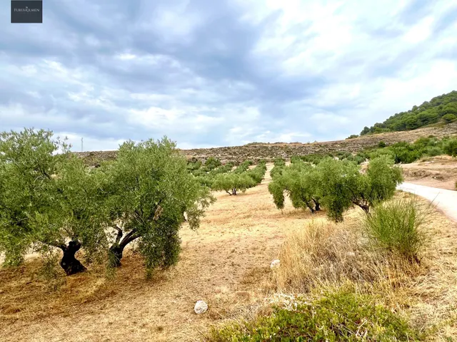 NIVAR - FINCA DE OLIVOS — 20