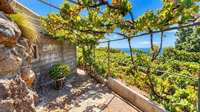 Finca exclusiva en Vilaflor · 2 viviendas, viñedo, bodega y piscina — 56