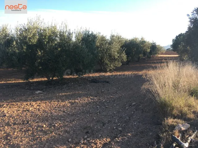FINCA EN PRODUCCION Y 2 VIVIENDAS - foto 5