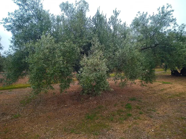 Finca en venta — 4