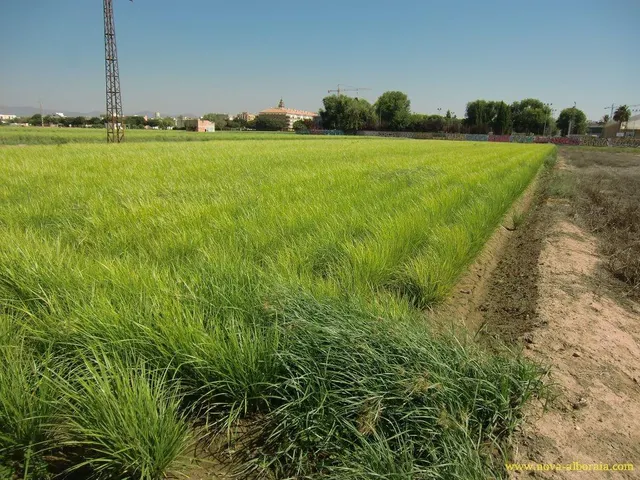 Terreno rural en venta - Huerta — 6