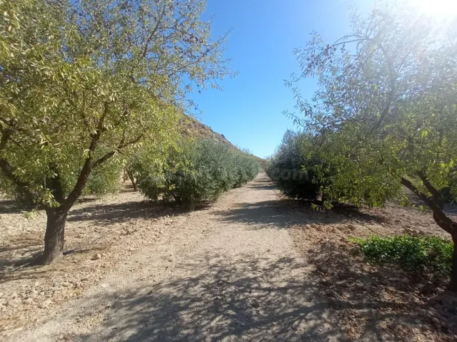 DISFRUTA DEL MONTE CON ALMENDROS, OLIVOS Y FRUTALES - foto 2
