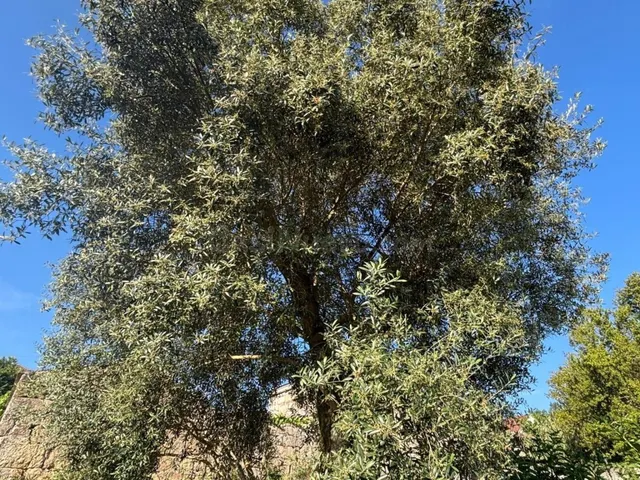 SE VENDE CASA AREFORMAR EN MEDER - SALVATERRA DE MIÑO - PONT - foto 5