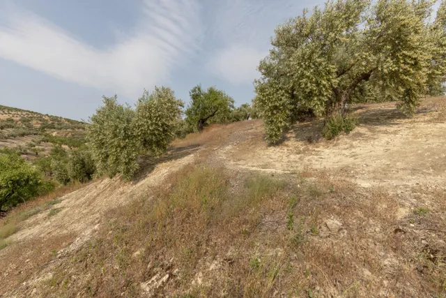 Olivar en venta - JAYENA — 12