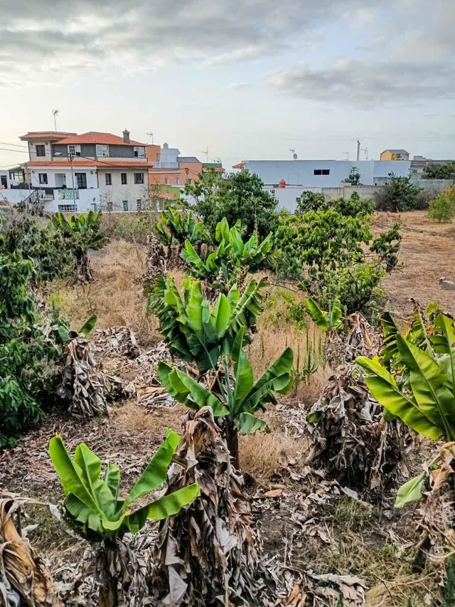 Terreno urbano de 2.500 m2 en Icod de los Vinos | oportunidad para inversores — 6