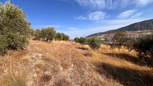 Oportunidad agrícola: Finca rústica de 2.400 m2 con olivos y almendros en producción — 3