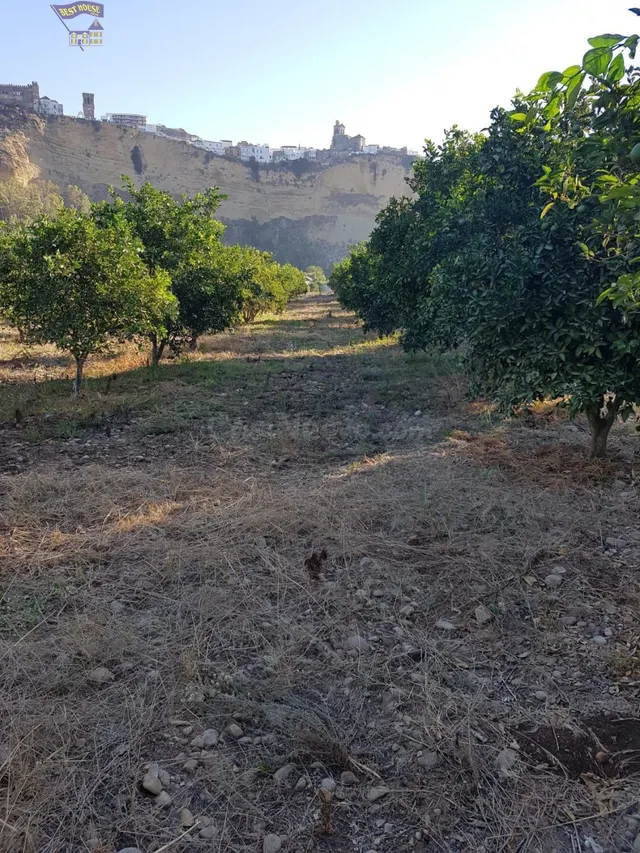 VENTA DE PARCELA CON ARBOLES FRUTALES